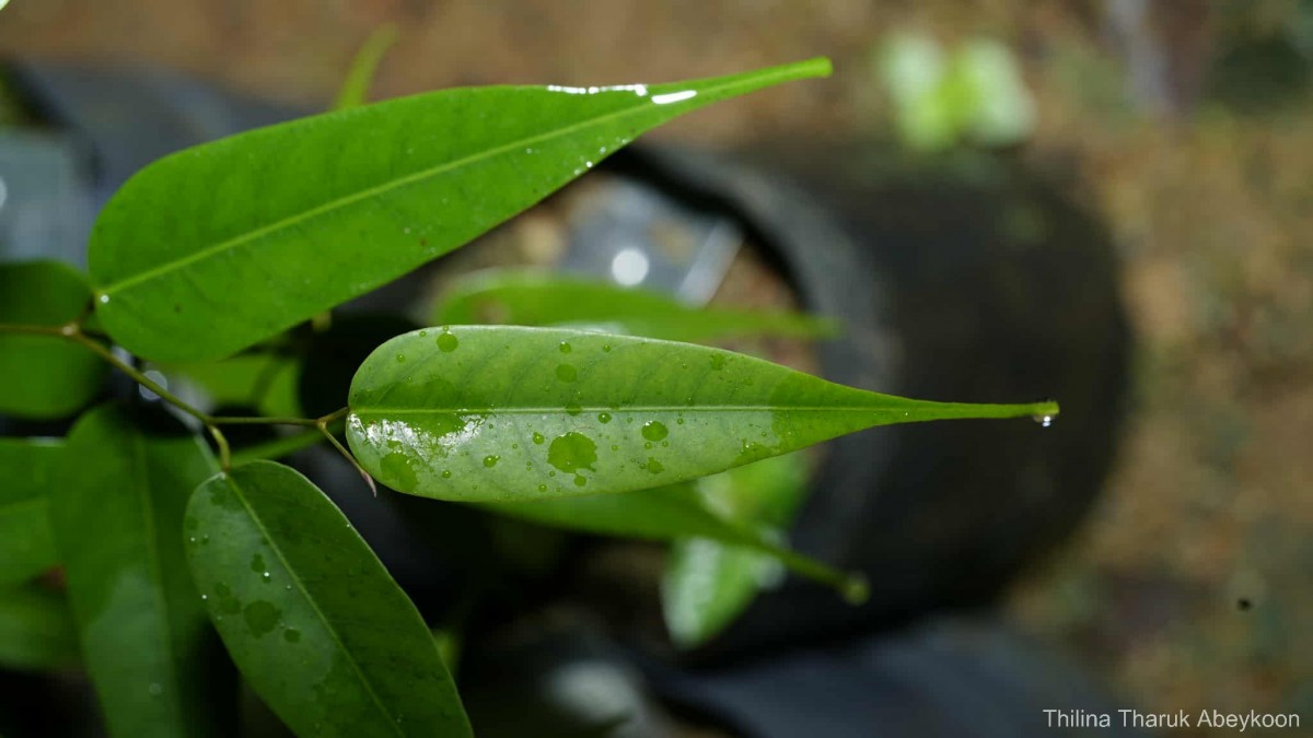 Doona affinis Thwaites